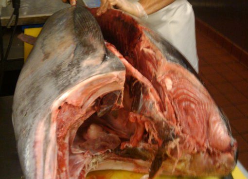 Whole Tuna portioned